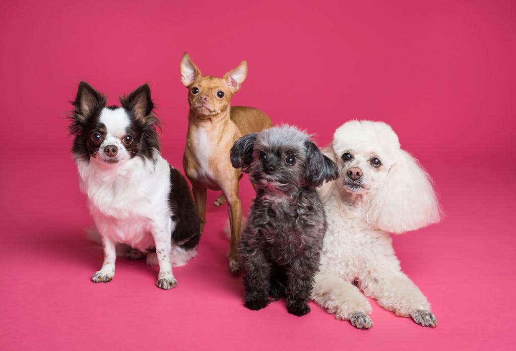Poodle guru, A charming group of small dogs posed against a vibrant pink backdrop, radiating cuteness.