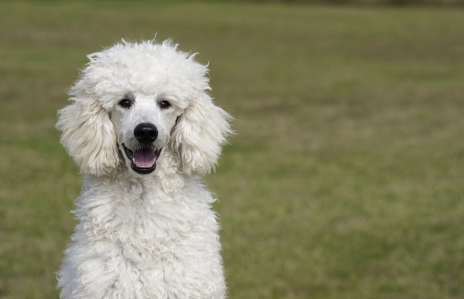 Phantom Poodle