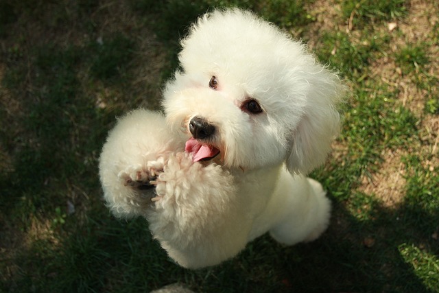 Clarion Poodles: Breed Info, Traits & Care Guide