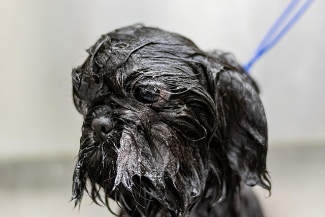 Chocolate Poodle: Your Best Guide to Caring for Cute Puppies