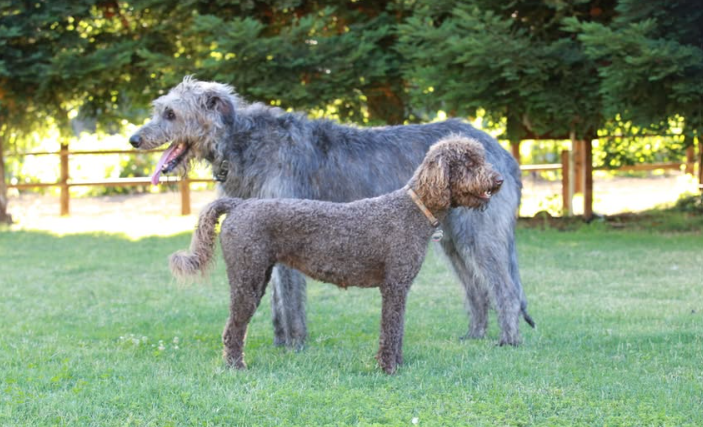 Irish Wolfadoodle: The Ultimate Guide to this Unique Hybrid