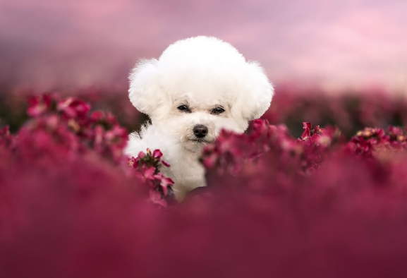 Teacup Poodles