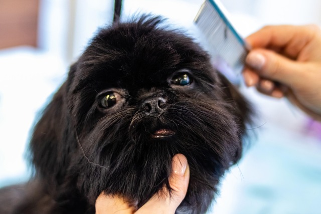 Best Poodle Grooming Tools: The Ultimate Guide
