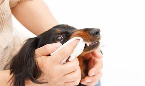 Dog Dental Care: Essential Tips for Keeping Your Pup's Teeth Healthy