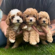 The Ultimate Guide to Cavapoo Puppies 2025
