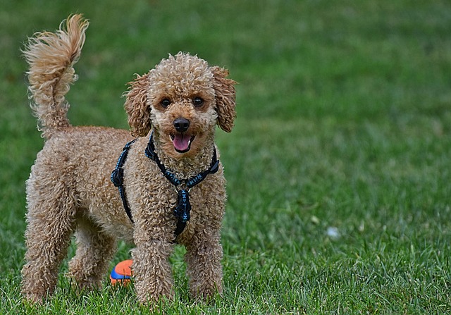 Charming Moyen Poodle: Your Perfect Companion