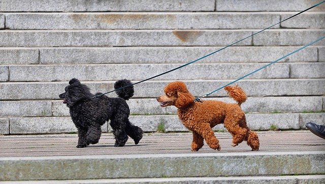 teacup-poodles
