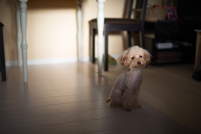 Teacup Poodles in Louisiana: Unveiling Their Personalities