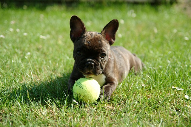 Frenchie Mix with Poodle