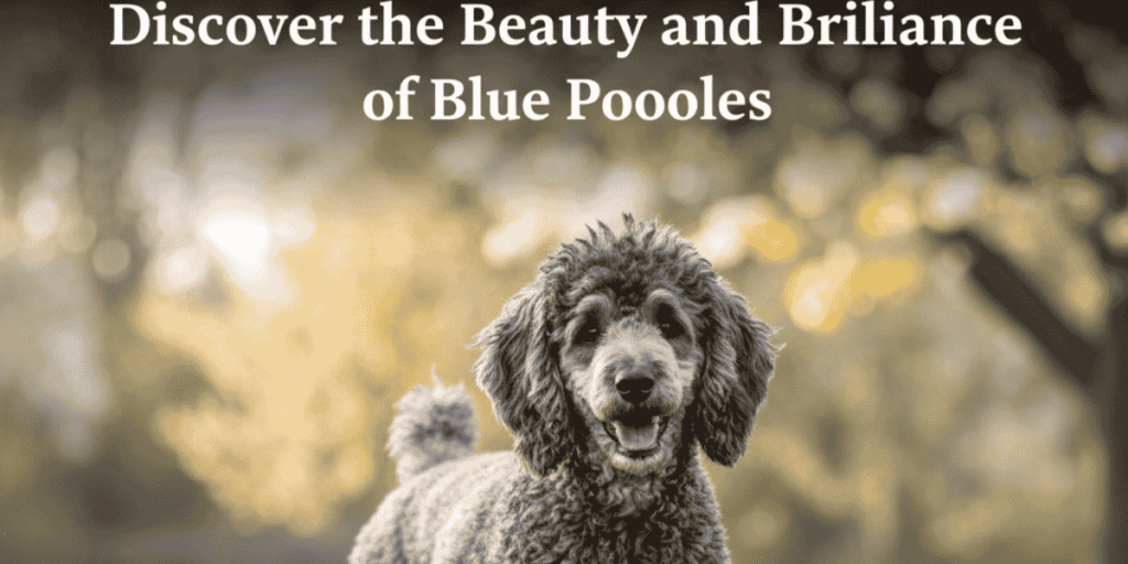 Blue Poodle Dog