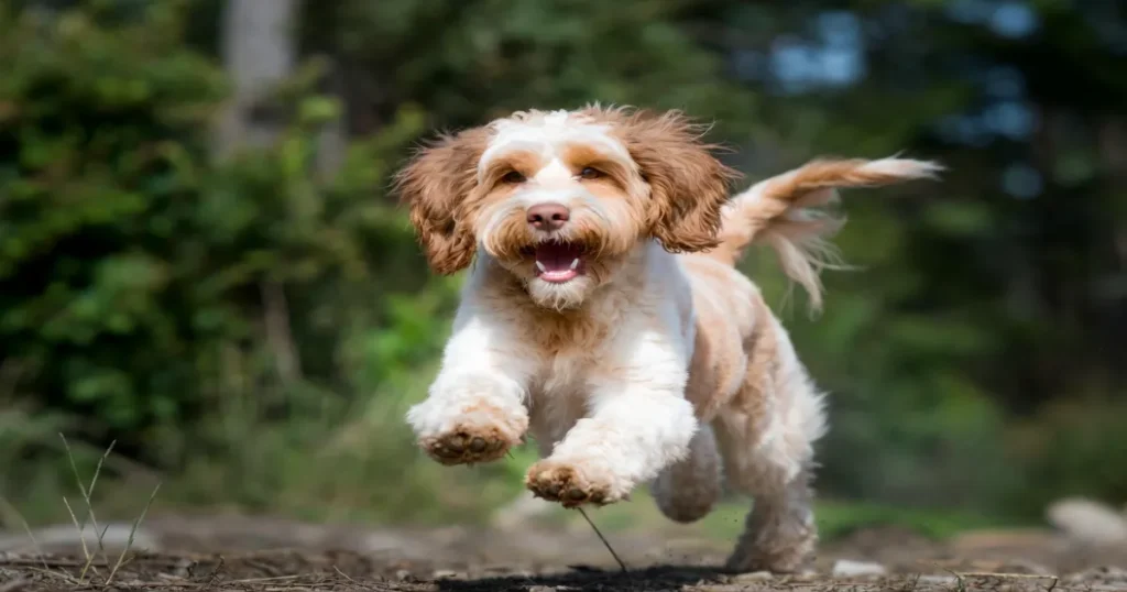 English Springer Spaniel Poodle Mix