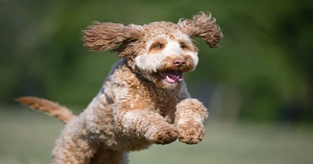 English Springer Spaniel Poodle Mix