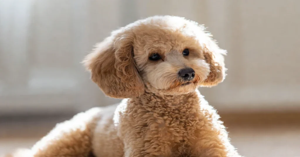 Blonde Poodle Gallery 2026: Captivating Breed Insights