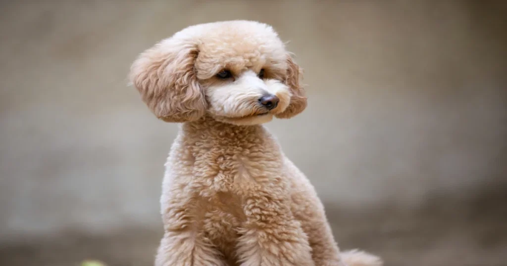 Blonde Poodle Gallery 2026: Captivating Breed Insights