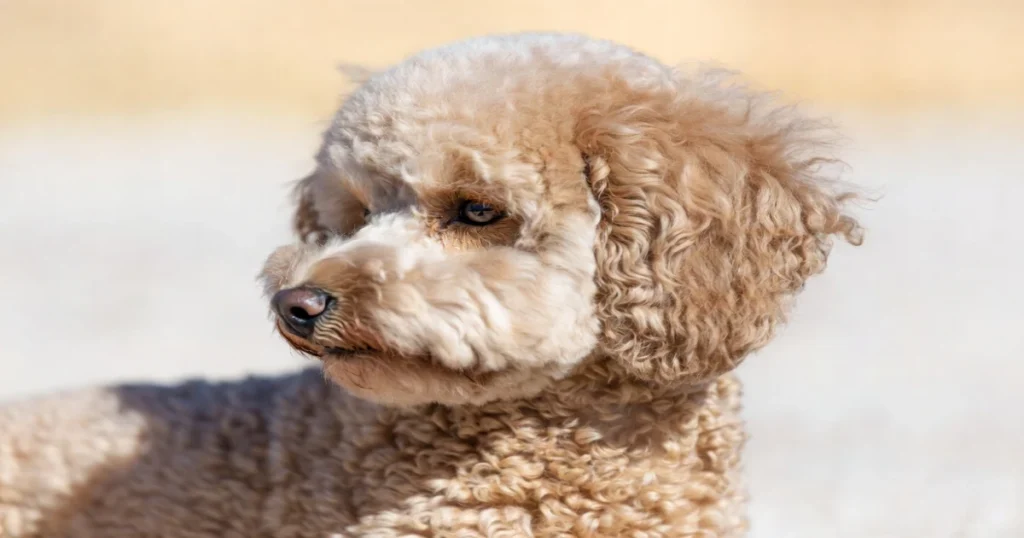 Blonde Poodle Gallery 2026: Captivating Breed Insights