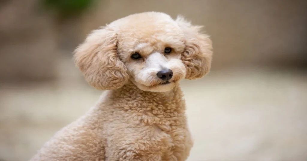 Blonde Poodle Gallery 2026: Captivating Breed Insights