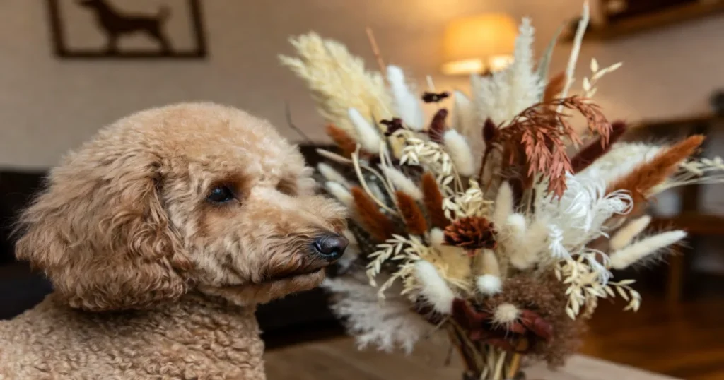 Poodle Floral Arrangement