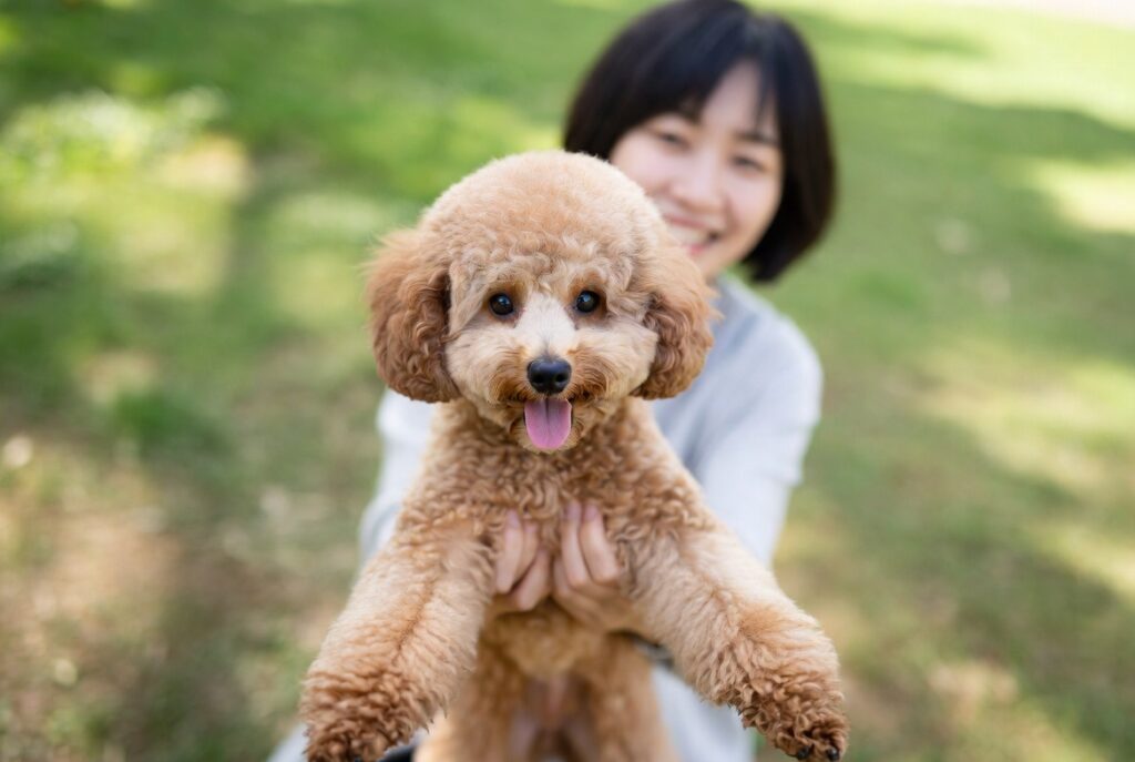Male Toy Poodle: Your Perfect Pet Choice?