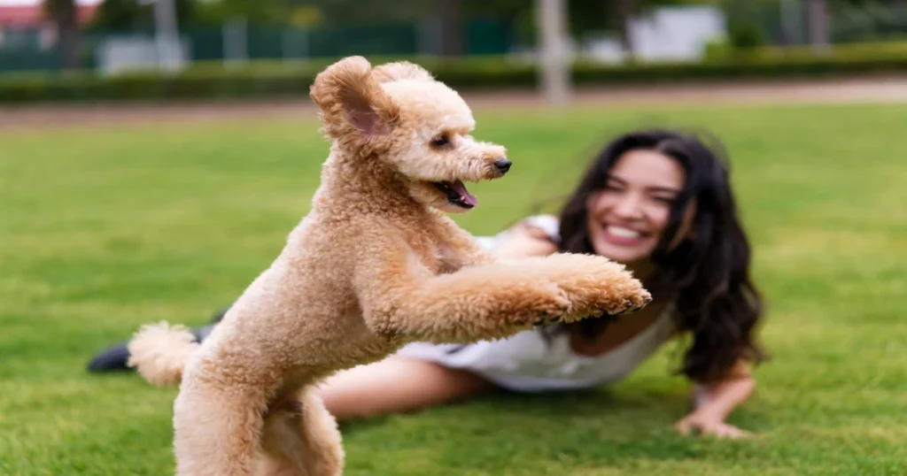 Male Toy Poodle: Your Perfect Pet Choice?
