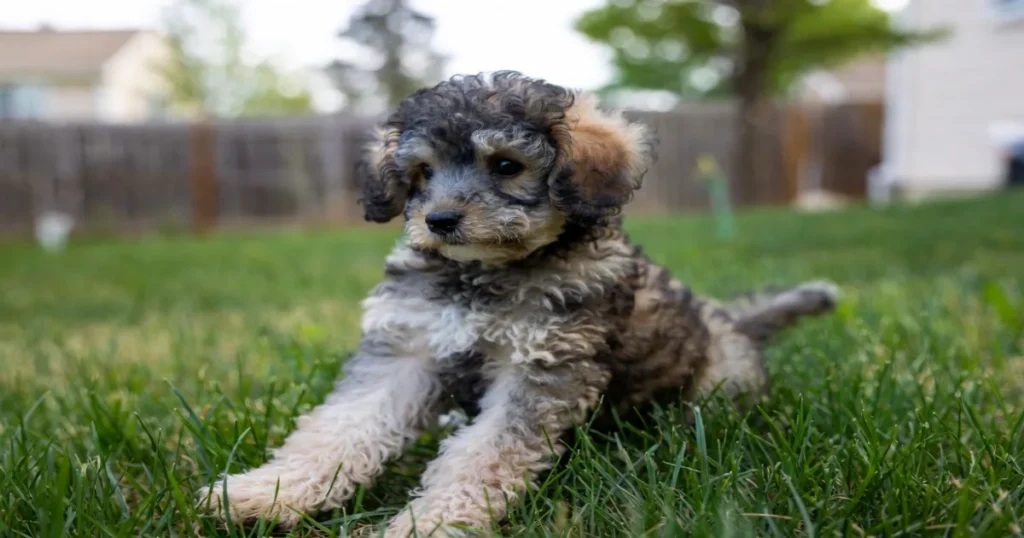 Miniature Poodle Michigan