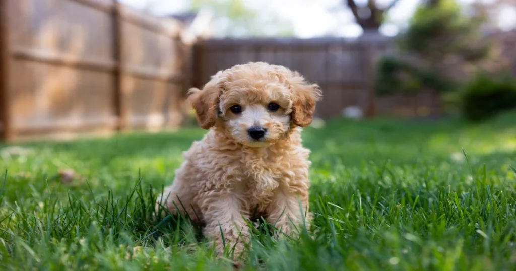 Miniature Poodle Michigan