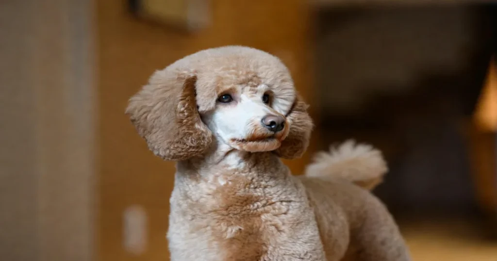 Best Miniature Poodle Stud Dog