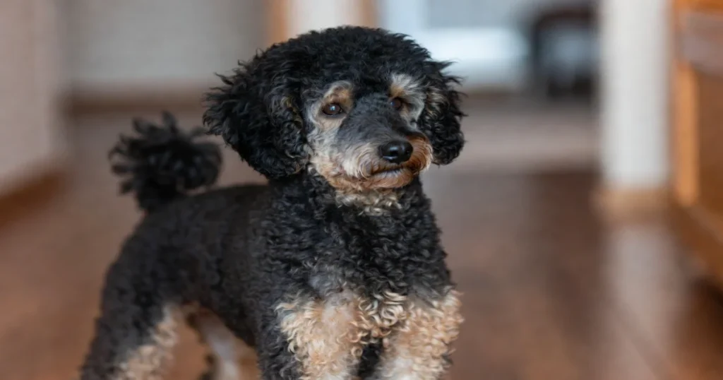 Best Miniature Poodle Stud Dog