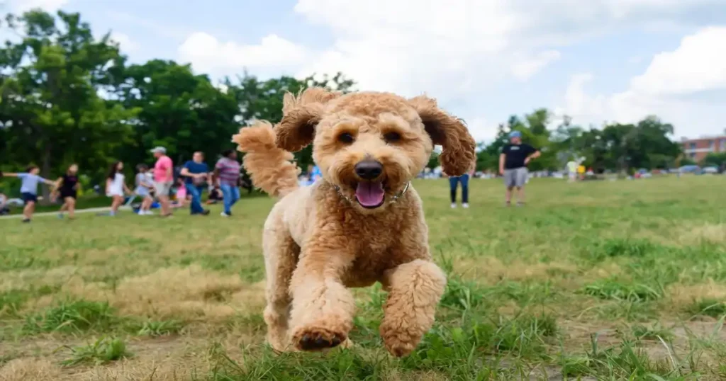 Poodle Rescue Indianapolis: Top Organizations
