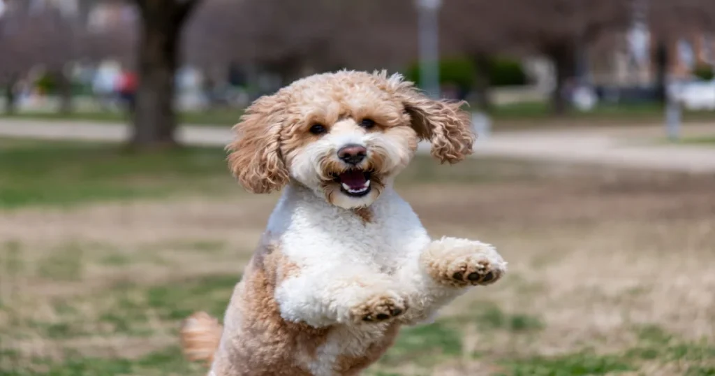 Poodle Rescue Indianapolis: Top Organizations