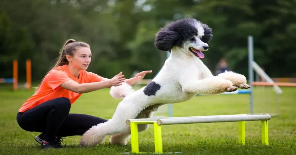 Royal Poodle Adventure 2025: Elite Guide for Poodle Lovers