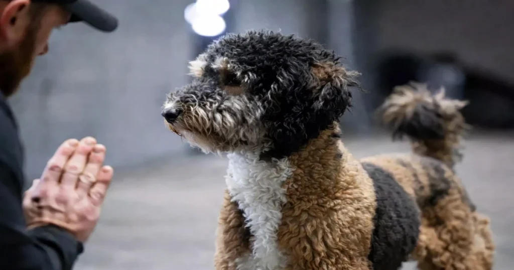 Service Poodle Insights: Their Role in the Community