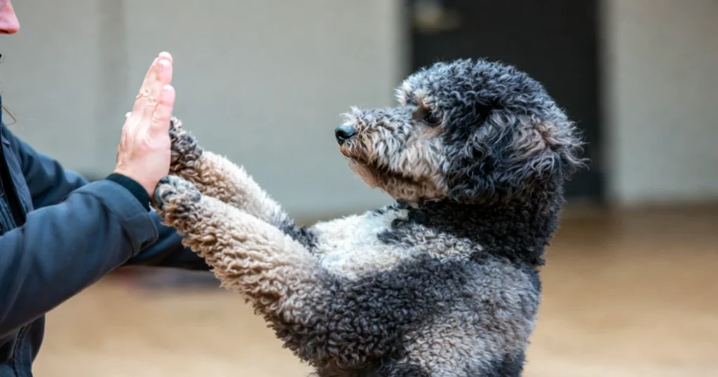 Service Poodle Insights: Their Role in the Community