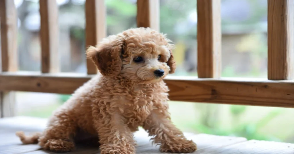 Teacup Poodles in Louisiana:Unveiling Personalities in 2025