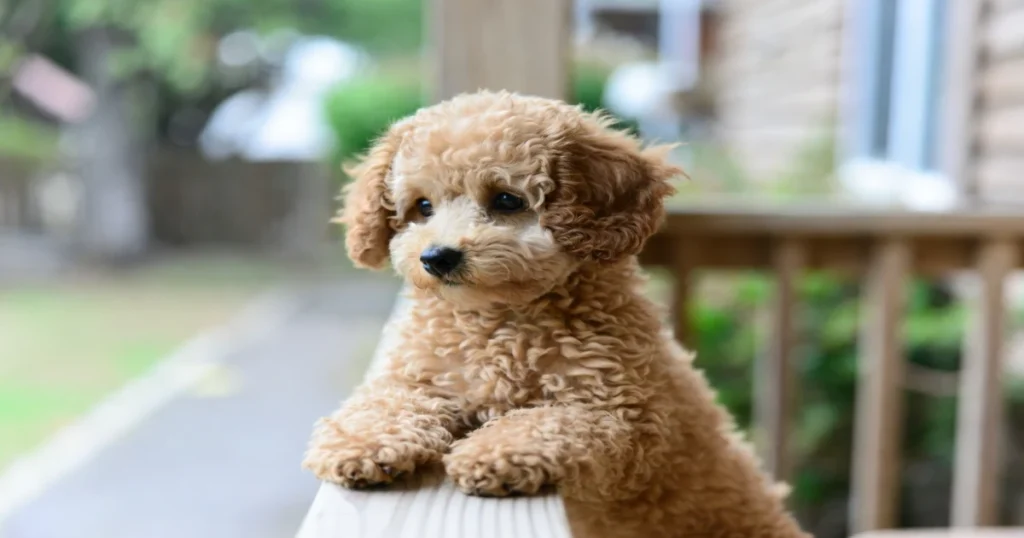 Teacup Poodles in Louisiana:Unveiling Personalities in 2025