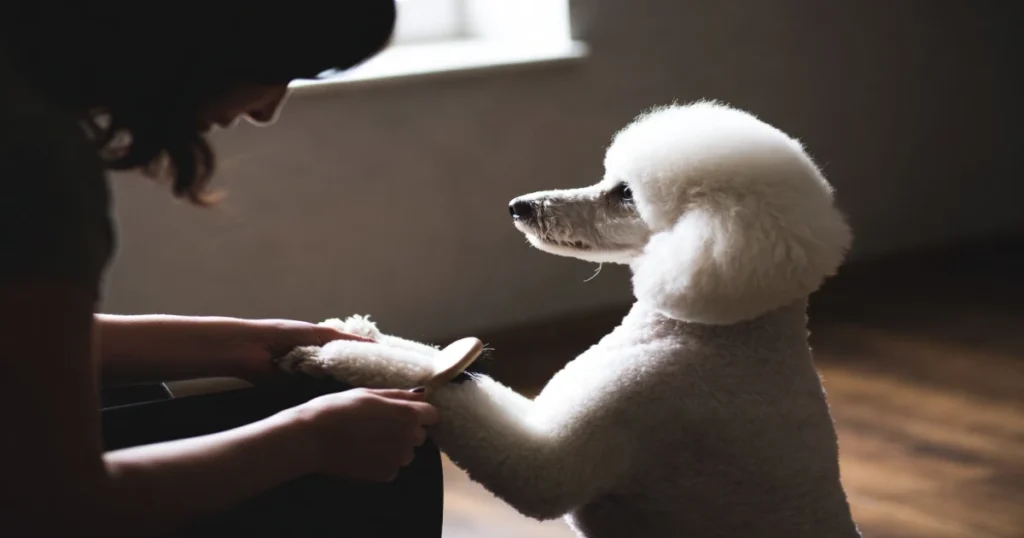 Best Grooming Tools for Poodles