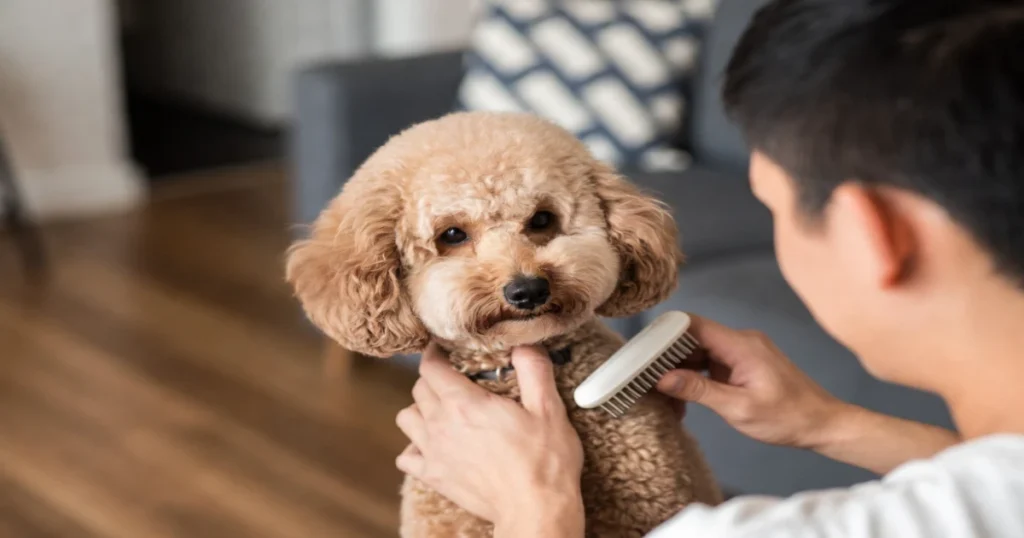 Best Grooming Tools for Poodles