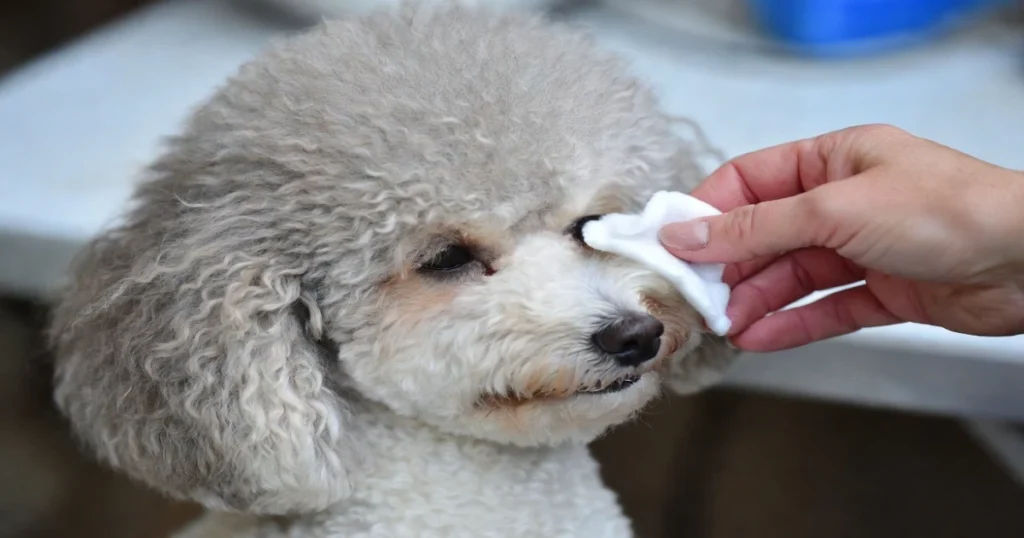 Poodle Eyes: Health Issues, Care Tips & Prevention Guide2026