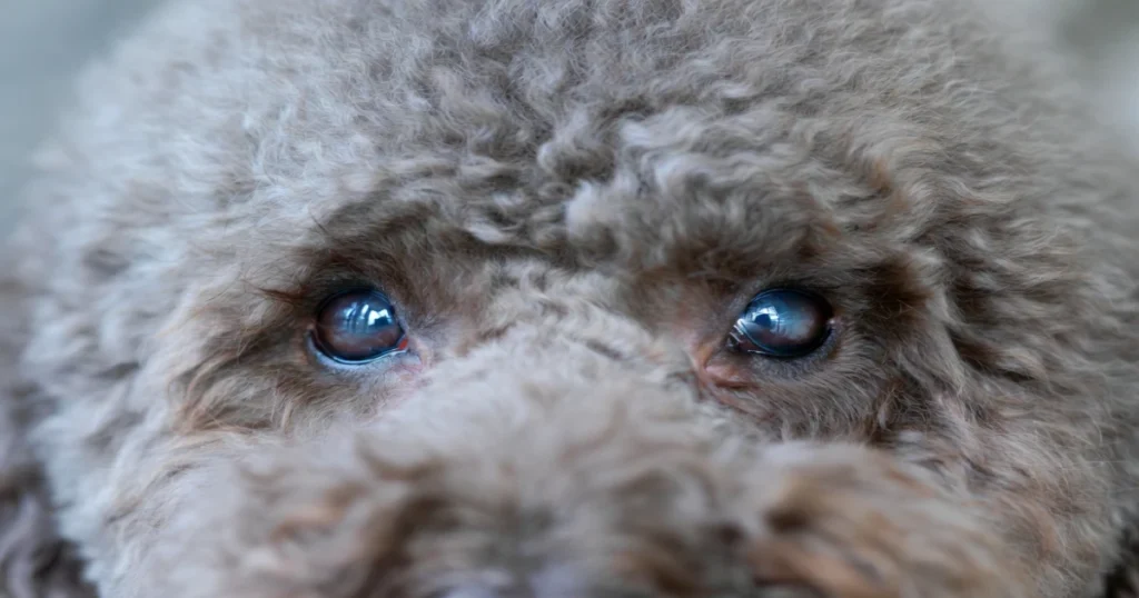 Poodle Eyes: Health Issues, Care Tips & Prevention Guide2026
