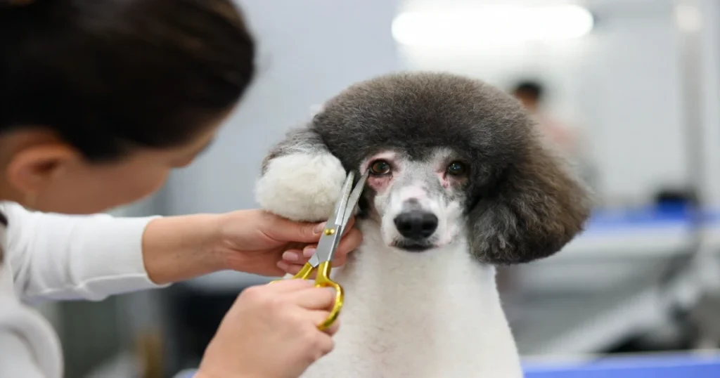Poodle Eyes: Health Issues, Care Tips & Prevention Guide2026
