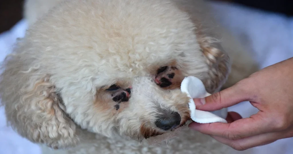 Poodle Eyes: Health Issues, Care Tips & Prevention Guide2026