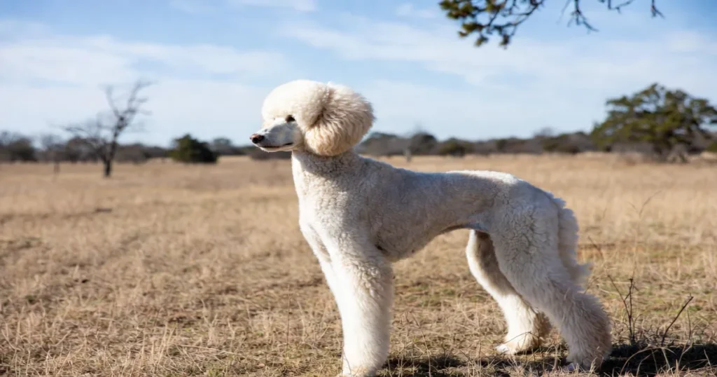 Texas Poodle Breeders: A Complete Guide in 2026