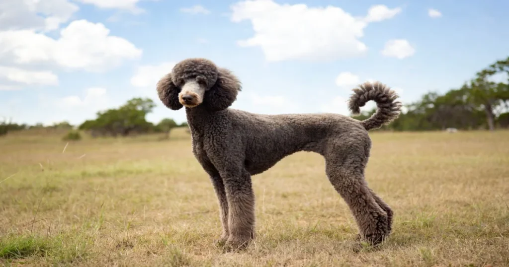 Texas Poodle Breeders: A Complete Guide in 2026