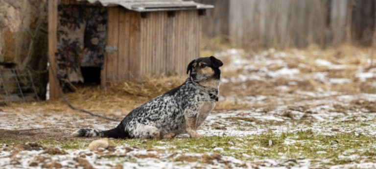 Mini Australian Shepherd Poodle Mix
