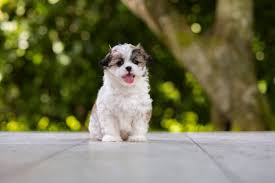 Complete Shih-Poo Puppy Guide for 2025 Owners