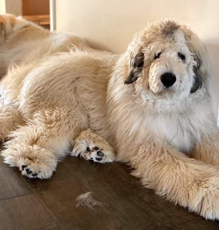 Pyrenees Poodle: The Ultimate Companion Guide