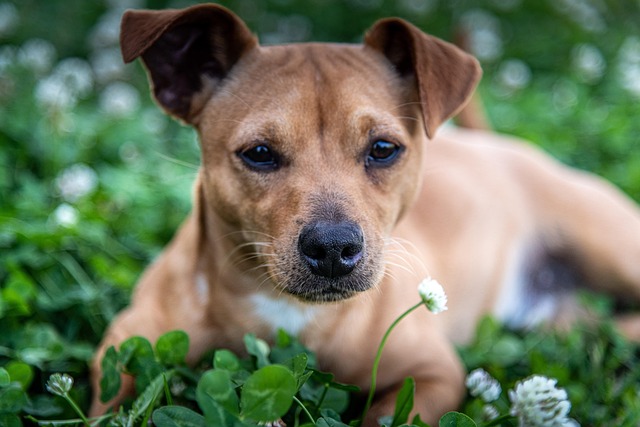 Best Guide to Bichon Frise Cross Poodle Puppies