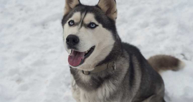 Agouti Husky: Best Care Tips, and Color Variations
