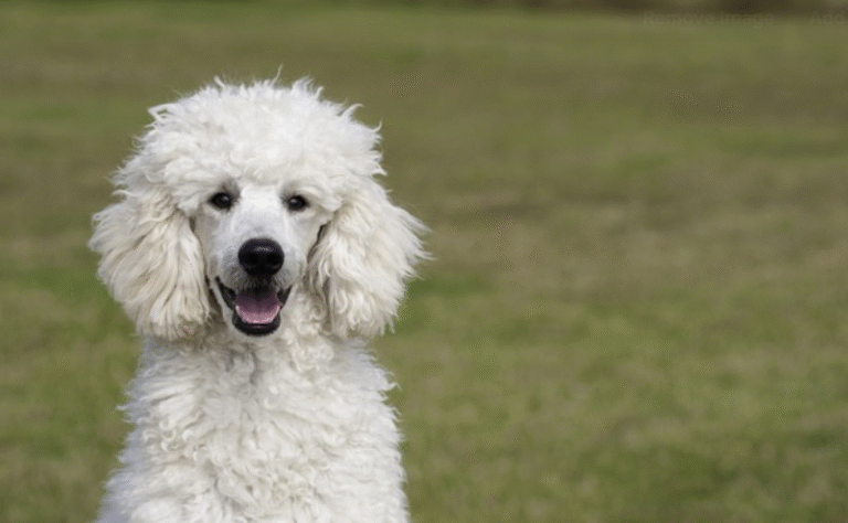 Best Miniature Poodle Stud Dog Guide