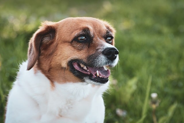 Poodle Golden Retriever Mix: The Ultimate Journey