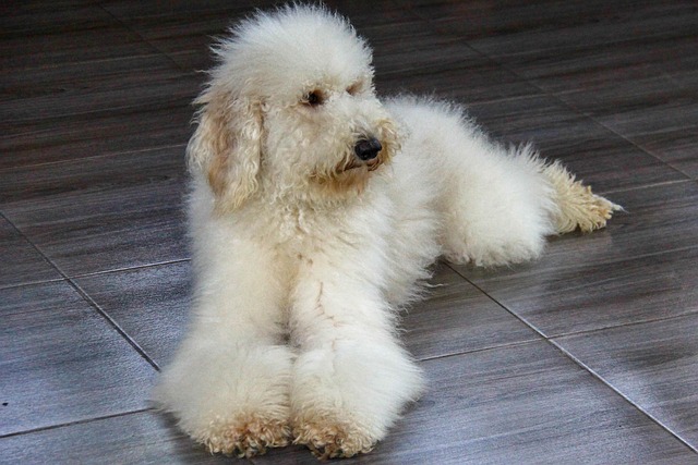 silver-poodle-puppies-traits